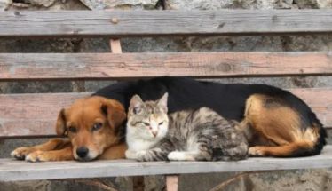 Δήμος Αλεξάνδρειας: Ενημέρωση δημοτών για τη διαχείριση των αδέσποτων ζώων