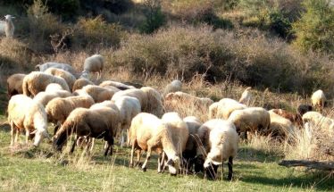Ειδικά μέτρα από το Τμήμα Κτηνιατρικής  για τις ζωοτροφές λόγω της Ευλογιάς  των αιγοπροβάτων