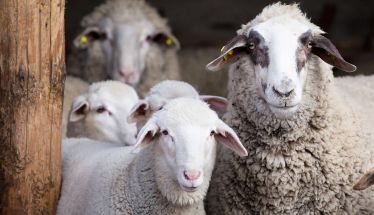 Το Πάσχα, η εποχή των αμνοεριφίων πλησιάζει και η ελληνική κτηνοτροφία περιμένει να δει πως θα φτάσει μέχρι την Ανάσταση!