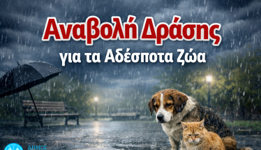 Αναβολή δράσης ευαισθητοποίησης για τα αδέσποτα ζώα λόγω δυσμενών καιρικών συνθηκών