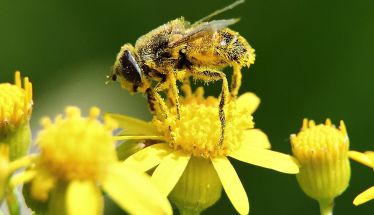 ΑΝΑΚΟΙΝΩΣΗ ΠΡΟΣ  ΜΕΛΙΣΣΟΚΟΜΟΥΣ