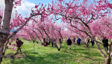 Ανθισμένες Ροδακινιές: Το Σάββατο, το πρώτο καλωσόρισμα της Άνοιξης