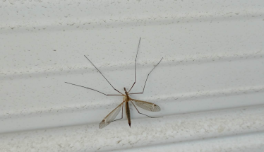 Γέμισε η Βέροια με «τιπουλίδες»