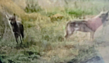 Λύκοι μεταξύ Πατρίδας και Λαζοχωρίου, ενώ στη Ραχιά «άρπαξαν» προβατίνα