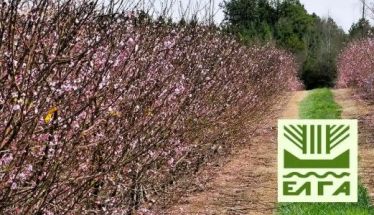 Πορίσματα εκτίμησης ζημιών από παγετό σε Βρυσάκι και Καμποχώρι