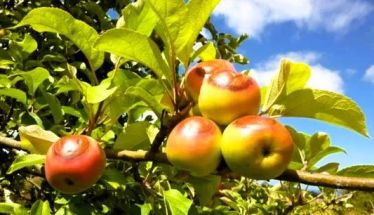 Ανακοινώθηκαν τα οριστικά πορίσματα για τον καύσωνα της 18ης Ιουλίου σε καλλιέργειες της Δ/Κ Σταυρού