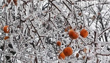 Ανακοινώθηκαν οι εκτιμήσεις ζημιών από τον παγετό της 20ης Μαρτίου 2025, για Παλαιό Σκυλλίτσι και Σταυρό Ημαθίας