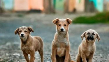 Δήμος Βέροιας: Ολοκληρώθηκε το δεύτερο πρόγραμμα  στειρώσεων αδέσποτων ζώων συντροφιάς