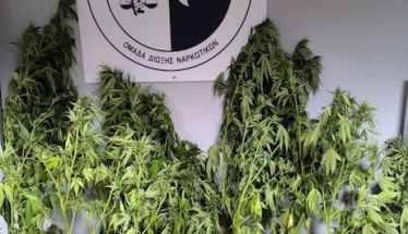 Ημαθία: Σύλληψη άντρα  για καλλιέργεια δενδρυλλίων κάνναβης