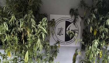 Συνελήφθη ένα άτομο στην Ημαθία για καλλιέργεια δενδρυλλίων κάνναβης -Κατασχέθηκαν 7 δενδρύλλια ύψους 2,8 έως 3,2 μέτρων, που καλλιεργούνταν σε αγροτεμάχια με αραβόσιτο
