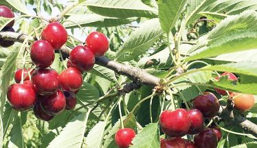 Ακρίτες κερασοπαραγωγοί Πέλλας – Ημαθίας, προς τον Πρωθυπουργό: «Ζητούμε άμεση παρέμβασή σας για τον τερματισμό της κοροϊδίας και την άμεση αποζημίωσή μας»