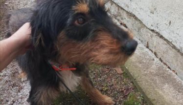 Βρέθηκε  κυνηγόσκυλο