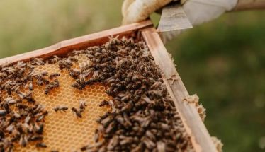 Προστασία των μελισσών από τους διενεργούμενους χημικούς ψεκασμούς και τήρηση των γενικών αρχών ολοκληρωμένης φυτοπροστασίας