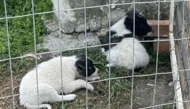 Δήμος Αλεξάνδρειας:  Μήνυση για εγκατάλειψη  νεογέννητων κουταβιών έξω από τον χώρο φύλαξης αδέσποτων ζώων  υποβλήθηκε  από τον αντιδήμαρχο Νικόλαο Γιαννάκη 