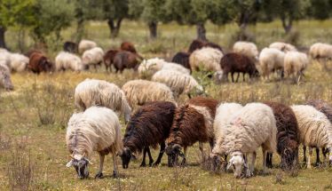 ΔΑΣΑΡΧΕΙΟ ΒΕΡΟΙΑΣ : Τι πρέπει να προσέχουν οι κυνηγοί για την αποτροπή της εξάπλωσης της Ευλογιάς των αιγοπροβάτων κατά την άσκηση θήρας