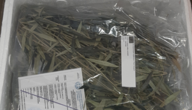 Nέο κεφάλαιο στην παραγωγή πολλαπλασιαστικού υλικού οπωροφόρων δένδρων στην Ελλάδα από τον ΕΛΓΟ-ΔΗΜΗΤΡΑ