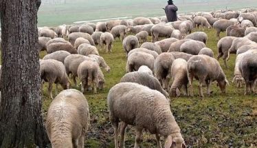 Ευλογιά προβάτων: Μέτρα βιοασφάλειας στην Ημαθία, με τα κοπάδια σε καραντίνα  -Απαγορεύεται η εξωτερική βόσκηση, το πρόστιμο ανέρχεται στα 10.500 ευρώ