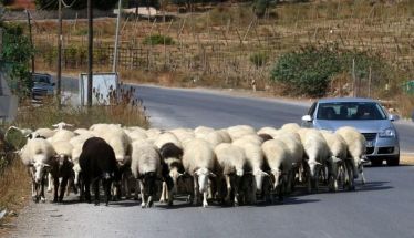 Tι είχαν τα έρμα…