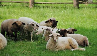 Ξεκινά η ενεργοποίηση ιδιωτών κτηνιάτρων για την αντιμετώπιση της ευλογιάς