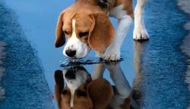 28-03 έως 03-04-2026: Δράσεις διαχείρισης αδέσποτων ζώων συντροφιάς στα όρια του Δήμου Αλεξάνδρειας 