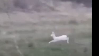 Δύο σπάνια λευκά ζαρκάδια κατέγραψε αγρότης στην Ημαθία