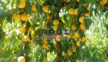 Ο Αγροτικός Σύλλογος Γεωργών Βέροιας για τις τιμές στο συμπύρηνο: Η τιμή βάσης για τη φετινή χρονιά θα πρέπει να καλύπτει το κόστος παραγωγής και να αφήνει και ένα ποσοστό κέρδους