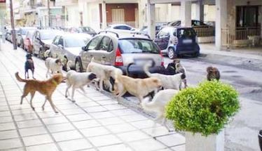Δήμοι και πολίτες καταδικάζουν τα περιστατικά θανάτωσης σκύλων με «φόλες»