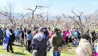 Κυριακάτικες διαδρομές και με ταξί  στις ανθισμένες ροδακινιές σε συνεργασία του ΤΟΒ  με τον τοπικό Συνεταιρισμό