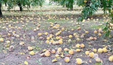 ΑΓΡΟΤΙΚΟΣ ΣΥΛΛΟΓΟΣ ΓΕΩΡΓΩΝ ΒΕΡΟΙΑΣ ΓΙΑ DE MINIMIS: «Ότι κερδήθηκε μέχρι σήμερα είναι αποτέλεσμα των αγώνων των Αγροτών»