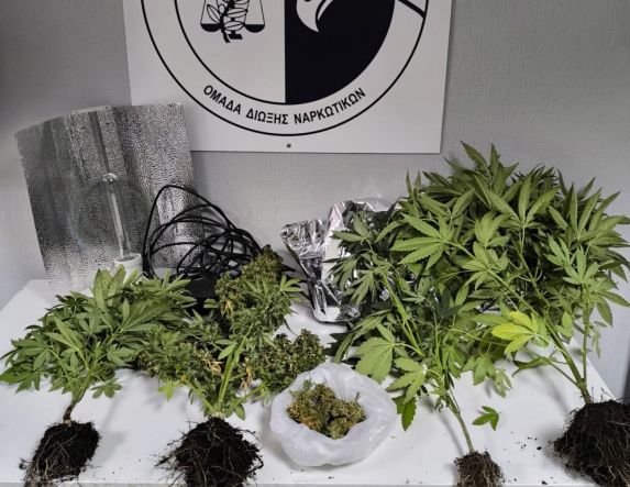 Συλλήψεις για καλλιέργεια δενδρυλλίων  κάνναβης, σε Ημαθία και Πιερία -Κατασχέθηκαν συνολικά 13 δενδρύλλια κάνναβης, ύψους έως 100 εκατοστών 