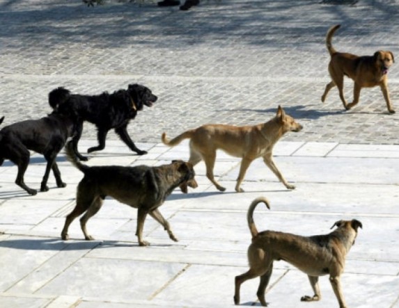 Πώς λειτούργησε το επιχειρησιακό σχέδιο διαχείρισης ζώων συντροφιάς και αδέσποτων στον Δήμο Βέροιας -Απολογιστικά στοιχεία για το 2024