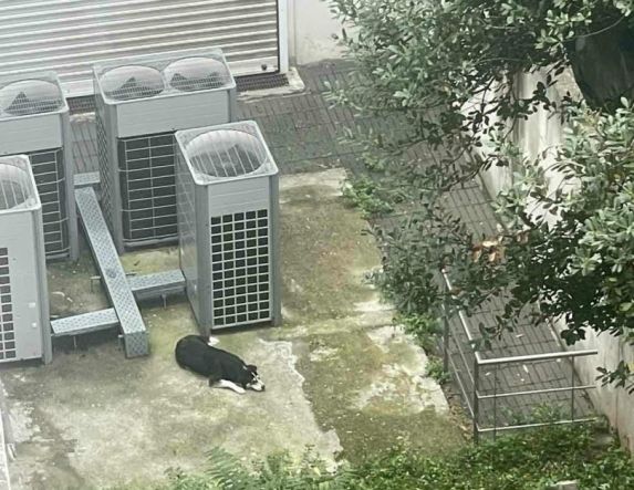 Απεγκλωβίστηκε σκύλος που είχε τρυπώσει στον ακάλυπτο πίσω από την Εθνική Τράπεζα Βέροιας