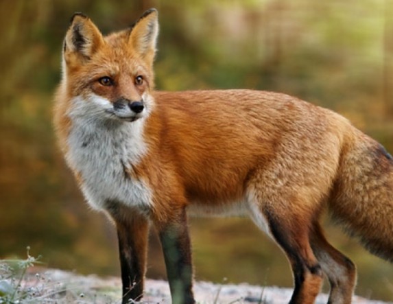 Στα τέλη Απριλίου η 22η Εμβολιαστική Εκστρατεία των Κόκκινων Αλεπούδων στο πλαίσιο καταπολέμησης της λύσσας