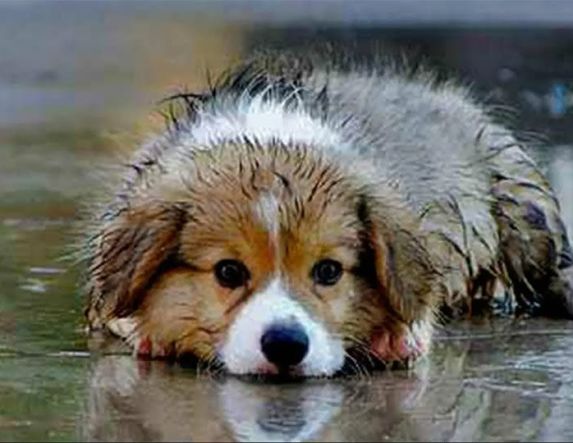 Νέες δράσεις διαχείρισης αδέσποτων ζώων συντροφιάς από τις Υπηρεσίες του Δήμου Αλεξάνδρειας