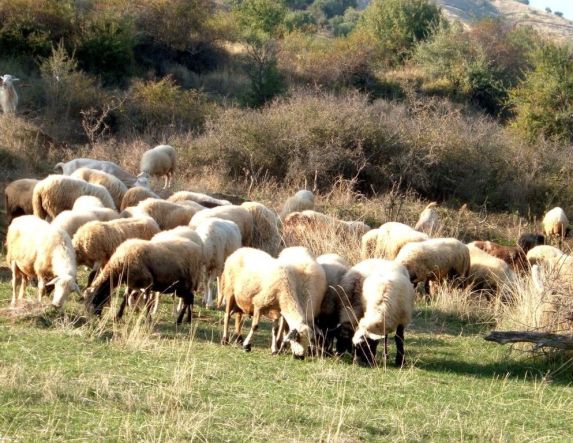 Ειδικά μέτρα από το Τμήμα Κτηνιατρικής  για τις ζωοτροφές λόγω της Ευλογιάς  των αιγοπροβάτων
