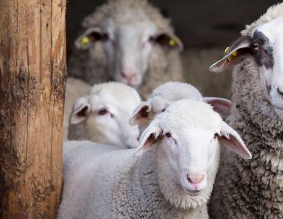 Το Πάσχα, η εποχή των αμνοεριφίων πλησιάζει και η ελληνική κτηνοτροφία περιμένει να δει πως θα φτάσει μέχρι την Ανάσταση!