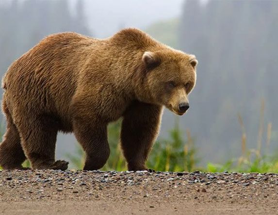 Επιβεβαιωμένη παρουσία αρκούδας στην ευρύτερη περιοχή της Μελίκης  – Έκκληση για προφύλαξη των δημοτών