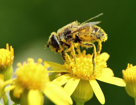 Υποβολή αιτήσεων για τη βελτίωση των συνθηκών παραγωγής και εμπορίας των προϊόντων της μελισσοκομίας για το 2022