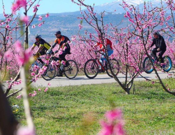Φινάλε την Κυριακή, για το Φεστιβάλ του ΤΟΒ «Ανθισμένες Ροδακινιές»