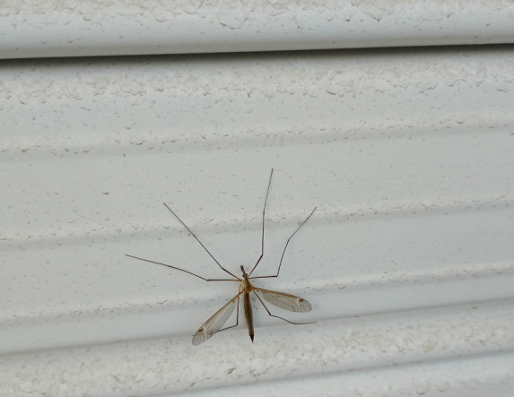 Γέμισε η Βέροια με «τιπουλίδες»