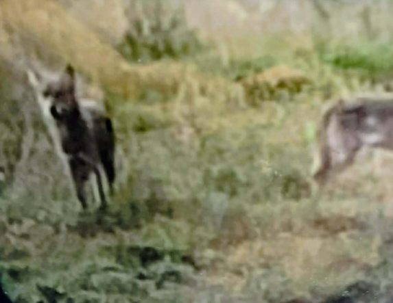 Λύκοι μεταξύ Πατρίδας και Λαζοχωρίου, ενώ στη Ραχιά «άρπαξαν» προβατίνα
