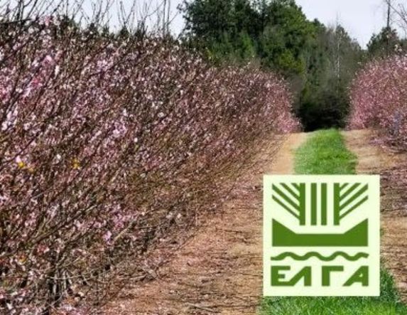 Πορίσματα εκτίμησης ζημιών από παγετό σε Βρυσάκι και Καμποχώρι