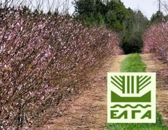 Πορίσματα για εκτιμήσεις ζημιών από Παγετό για τις καλλιέργειες της Αλεξάνδρειας