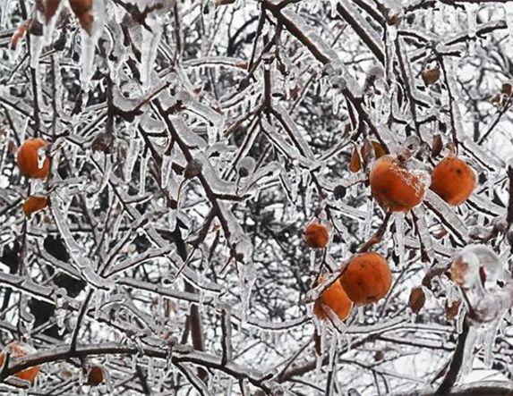 Ανακοινώθηκαν οι εκτιμήσεις ζημιών από τον παγετό της 20ης Μαρτίου 2025, για Παλαιό Σκυλλίτσι και Σταυρό Ημαθίας