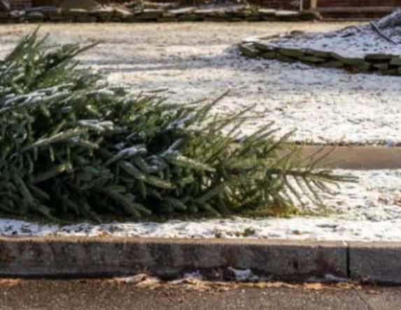 Φυσικά Χριστουγεννιάτικα δέντρα: Παραλαβή από την Υπηρεσία  Καθαριότητας του Δήμου Αλεξάνδρειας στις 12, 14 και 16 Ιανουαρίου