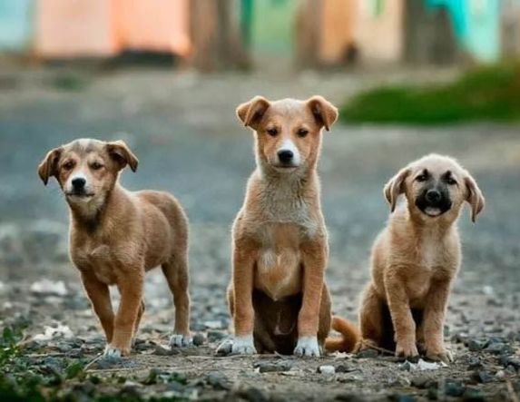 Δήμος Βέροιας: Ολοκληρώθηκε το δεύτερο πρόγραμμα  στειρώσεων αδέσποτων ζώων συντροφιάς