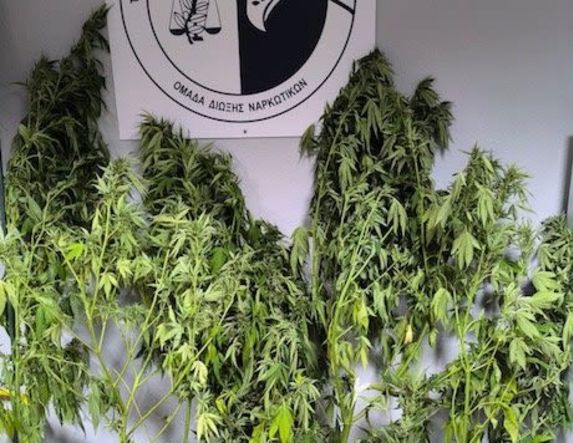 Ημαθία: Σύλληψη άντρα  για καλλιέργεια δενδρυλλίων κάνναβης