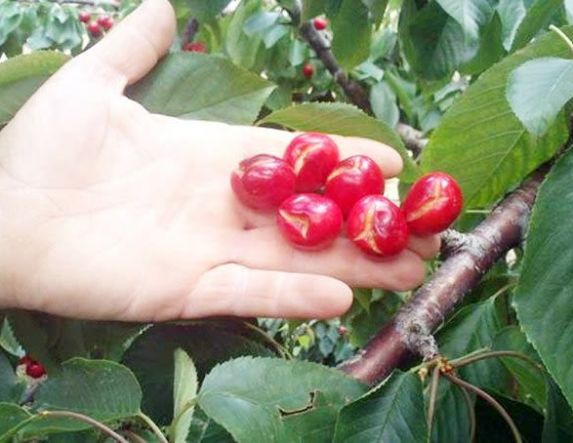 ΑΝΑΓΓΕΛΙΑ ΖΗΜΙΑΣ ΠΑΓΕΤΟΥ ΤΗΣ 13/04/2025 ΣΕ ΟΛΕΣ ΤΙΣ ΠΟΙΚΙΛΙΕΣ ΚΕΡΑΣΙΩΝ ΣΕ ΚΟΠΑΝΟ ΛΕΥΚΑΔΙΑ ΜΑΡΙΝΑ ΠΟΛΛΑ ΝΕΡΑ