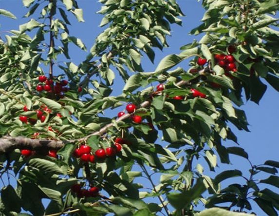 Δηλώσεις ζημίας από τον παγετό της 13ης Απριλίου 2025 σε  καλλιέργειες κερασιών, όλων των ποικιλιών