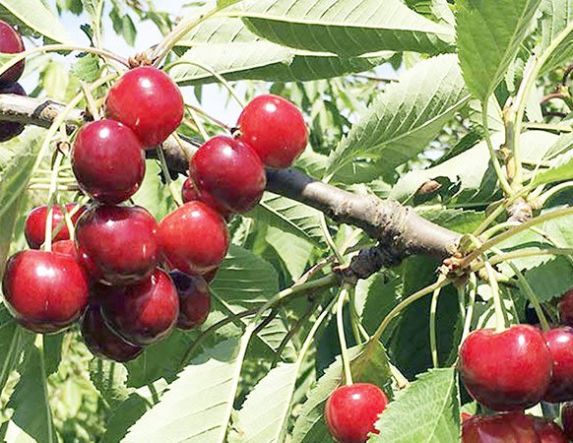 Ακρίτες κερασοπαραγωγοί Πέλλας – Ημαθίας, προς τον Πρωθυπουργό: «Ζητούμε άμεση παρέμβασή σας για τον τερματισμό της κοροϊδίας και την άμεση αποζημίωσή μας»